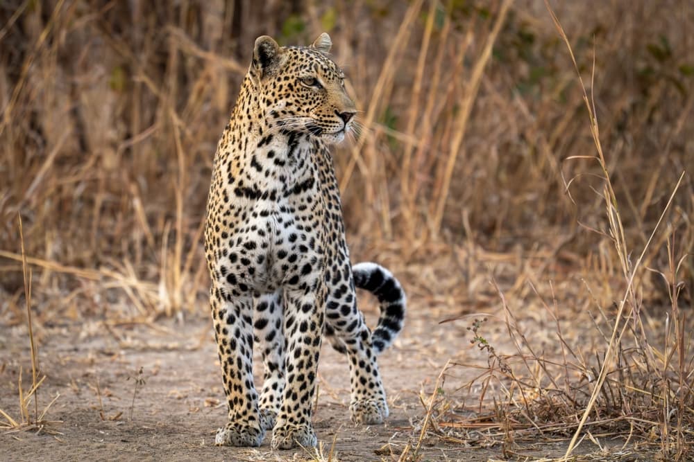 Parque Nacional de South Luangwa