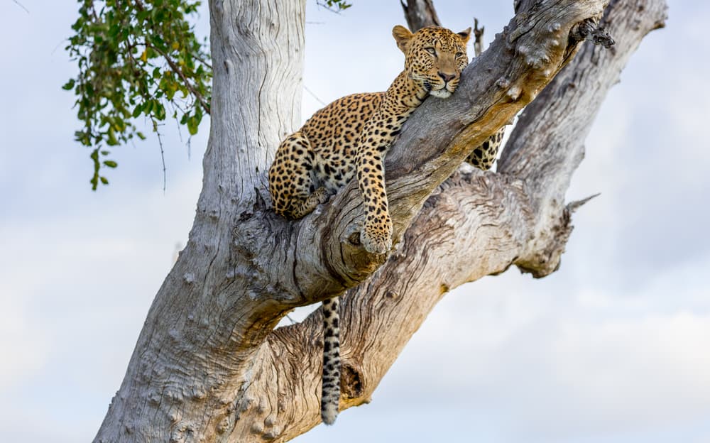 Parque Nacional de South Luangwa